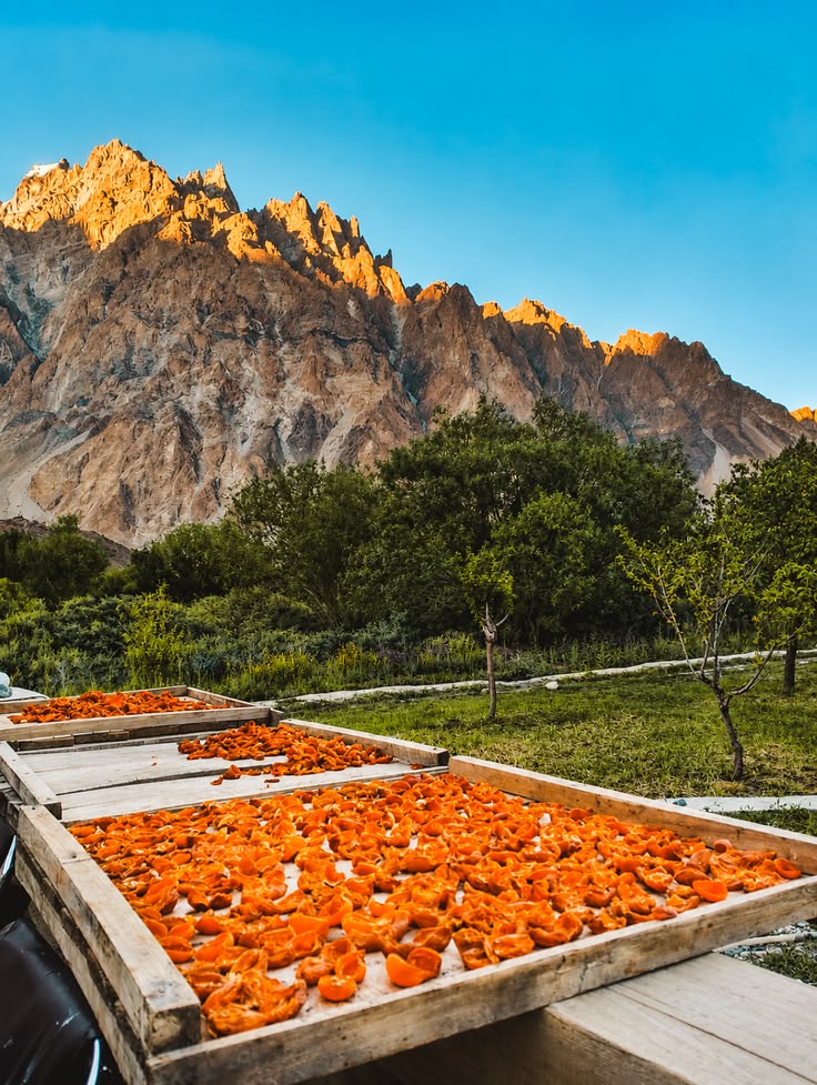 \How to Store Dried Apricots and Keep Them Fresh